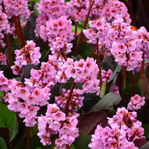 Бадан Spring Fling