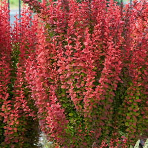 Барбарис тунберга Orange Rocket