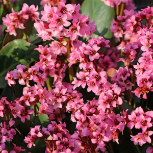 Бадан гибридный Pink Dragonfly