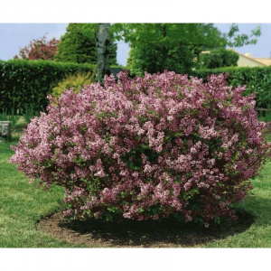 Сирень мейера Palibin