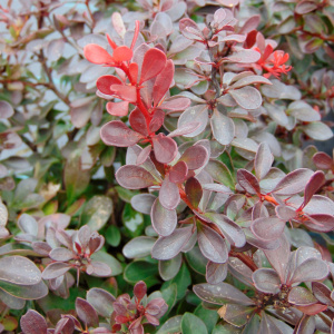 Барбарис тунберга Atropurpurea Nana			