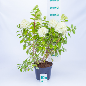 Гортензия метельчатая Limelight