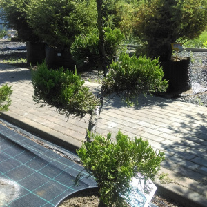 БОНСАЙ Можжевельник китайский Blue Alps