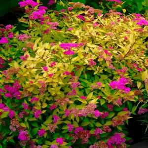 Спирея японская Golden Princess