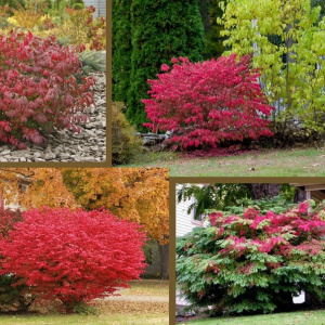 Бересклет крылатый Compactus