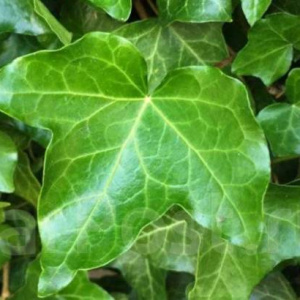 Плющ обыкновенный Alaska