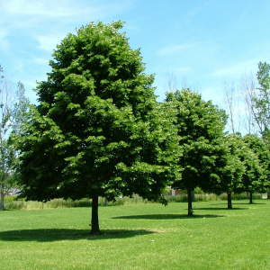 Липа мелколистная Greenspire