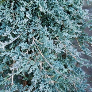 Можжевельник горизонтальный Icee Blue