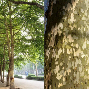 Платан кленолистный 