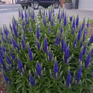 Вероника колосистая Royal Candles