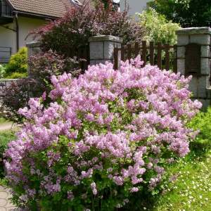 Сирень мейера Palibin