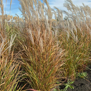 Мискантус китайский Purpurascens