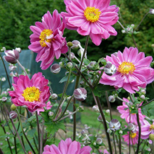 Анемона  Prinz Heinrich