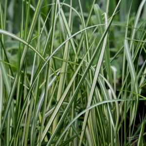 Вейник остроцветковый Avalanche