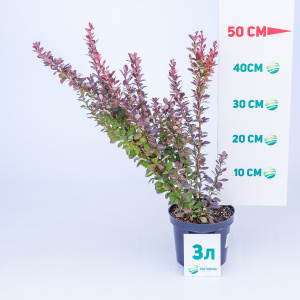 Барбарис тунберга Red Pillar