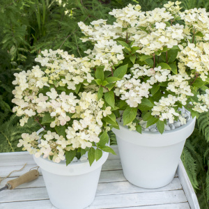 Гортензия метельчатая Polestar