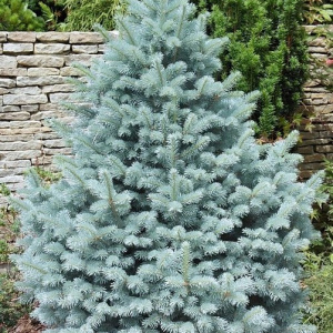 Ель колючая Blue Majestic
