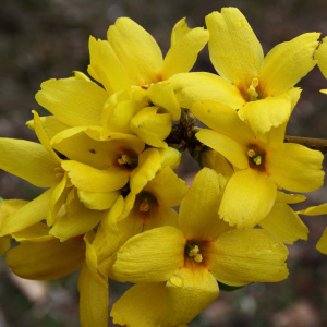 Форзиция промежуточная Goldrausch