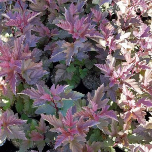 Пузыреплодник калинолистный Magic Ball