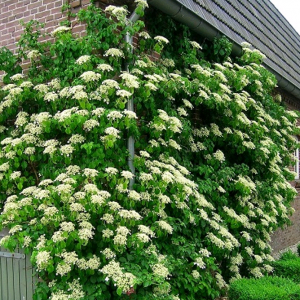 Гортензия  вьющаяся 