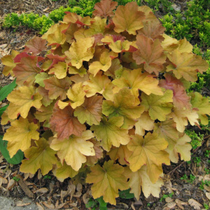 Гейхера Rex Dark Amber