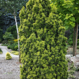 Тис средний Stefania 