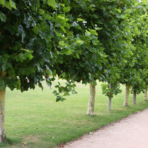 Платан кленолистный 