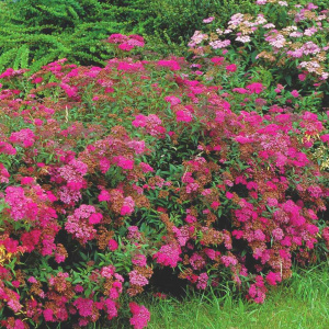 Спирея японская Anthony Waterer