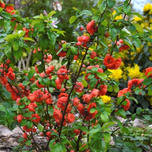 Айва прекрасная Mango Storm 