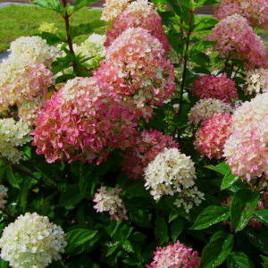 Гортензия метельчатая Bombshell
