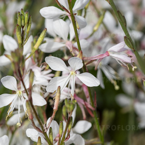Гаура Graceful White