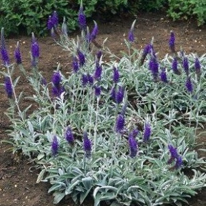 Вероника седая