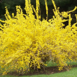 Форзиция промежуточная Goldzauber