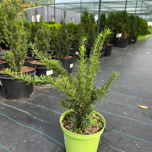 Тис средний Farmen