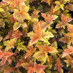 Пузыреплодник калинолистный Magic Ball