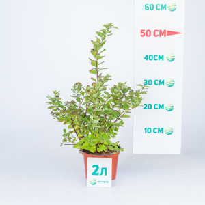 Спирея березолистная Tor Gold