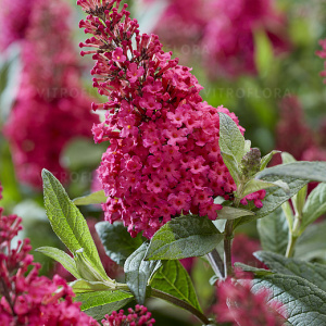 Буддлея давида `Butterfly Candy Little Ruby` 