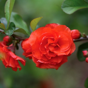 Айва прекрасная Orange Storm 