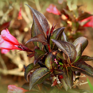 Вейгела цветущая Alexandra