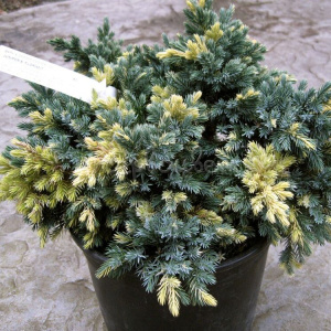 Можжевельник чешуйчатый Floreant