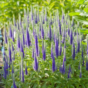 Вероника колосистая Royal Candles