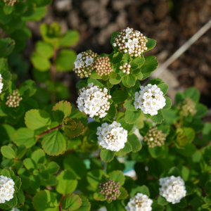 Спирея березолистная Tor