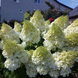 Гортензия метельчатая Polar Bear 