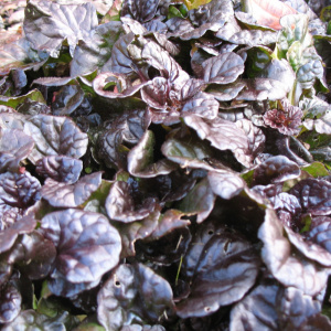 Живучка ползучая Black Scallop
