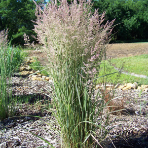 Вейник остроцветковый Overdam