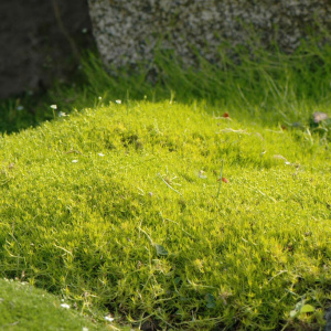 Мшанка шиловидная 