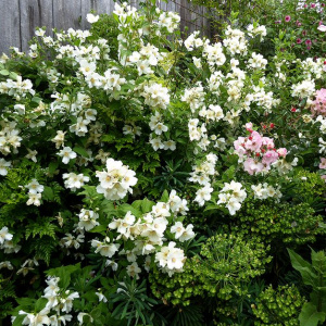 Чубушник Belle etoile