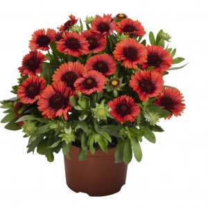 Гайлардия Spintop Red