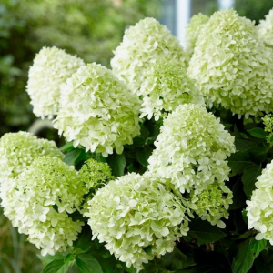 Гортензия метельчатая Little Spooky