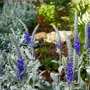 Вероника седая